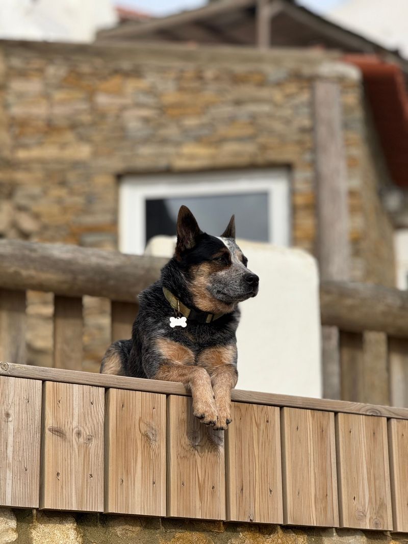 The perfect dog for your twenties may not be the perfect dog later - these breeds show why 13 Australian Cattle Dog