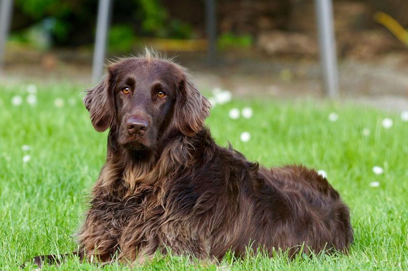 15 Dog Breeds That Share Many Traits with Labrador Retrievers 3 Flat-Coated Retriever