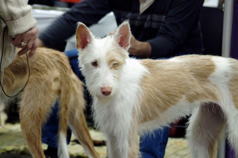15 dog breeds that look like they should have their own portrait in a museum 4 Ibizan Hound