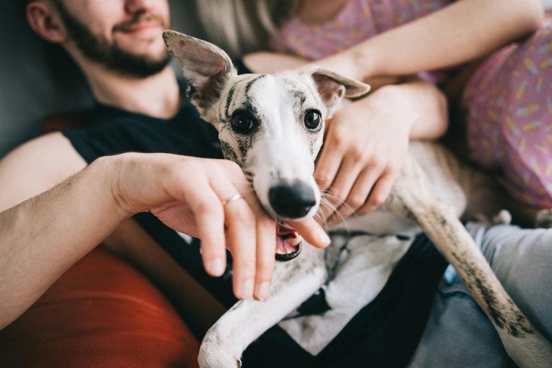 14 Quiet and Apartment-Friendly Dog Breeds That Are Unlikely to Disturb Neighbors 9 Whippet