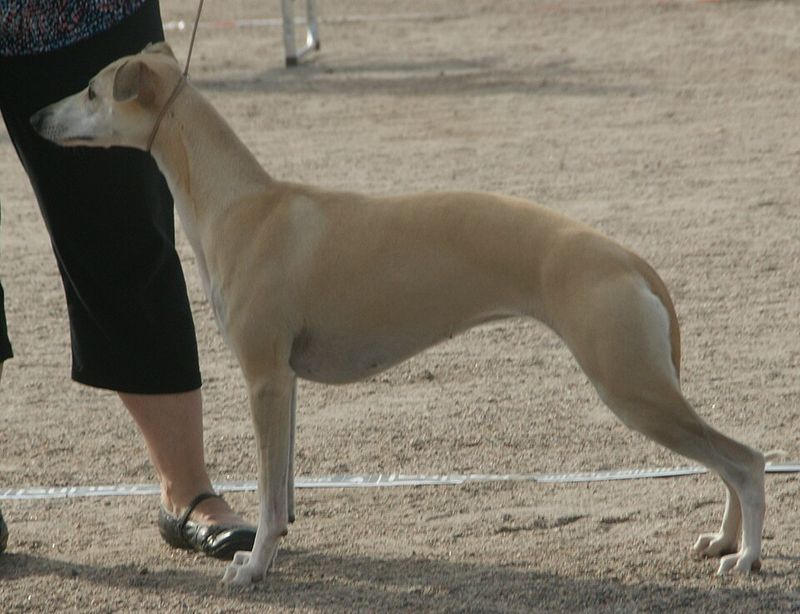 Looking for steady confidence instead of nonstop energy? Start with these dog breeds 11 Whippet