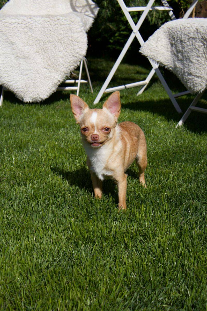 10 dogs whose popularity can create unexpected security concerns - plus 2 ways to reduce the risk 4 Chihuahua