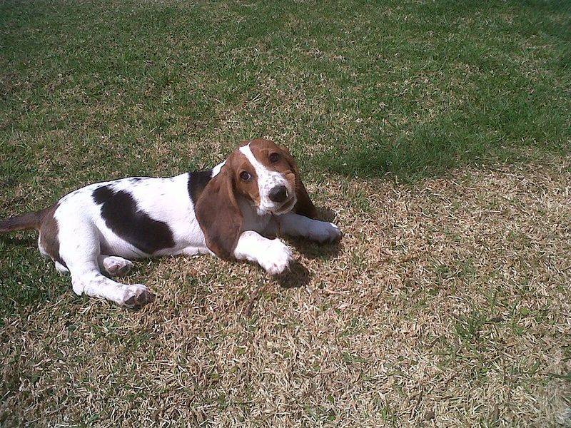 Basset Hound