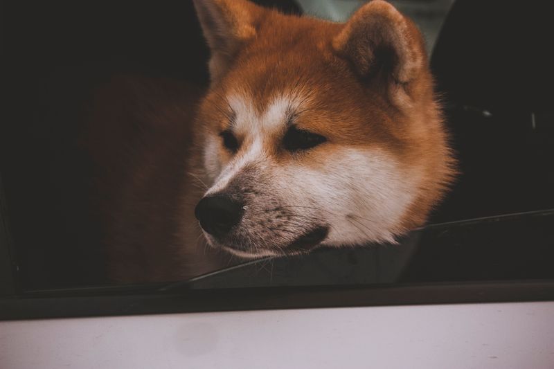 11 dog breeds that may tell you someone is nearby without barking once - if you know where to look 4 Akita