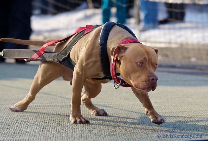 Pulls harder and scans constantly