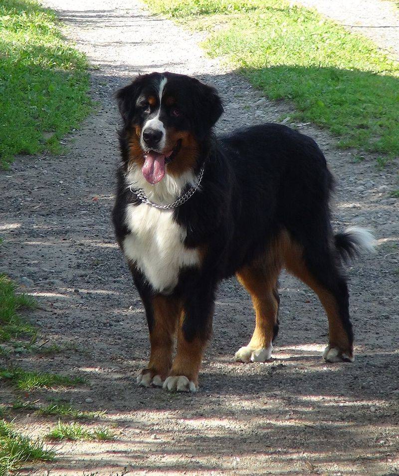 Vet Bills Are Making Owners Rethink Everything - 10 Breeds People Budget For Upfront 6 Bernese Mountain Dog