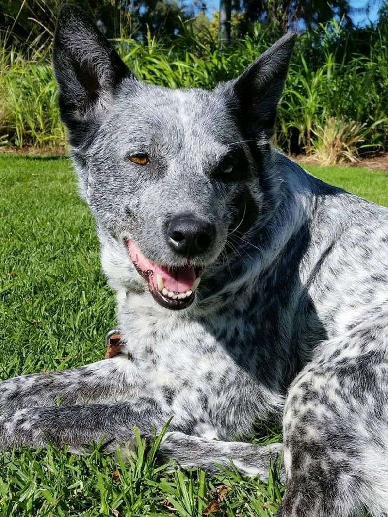 Australian Stumpy Tail Cattle Dog