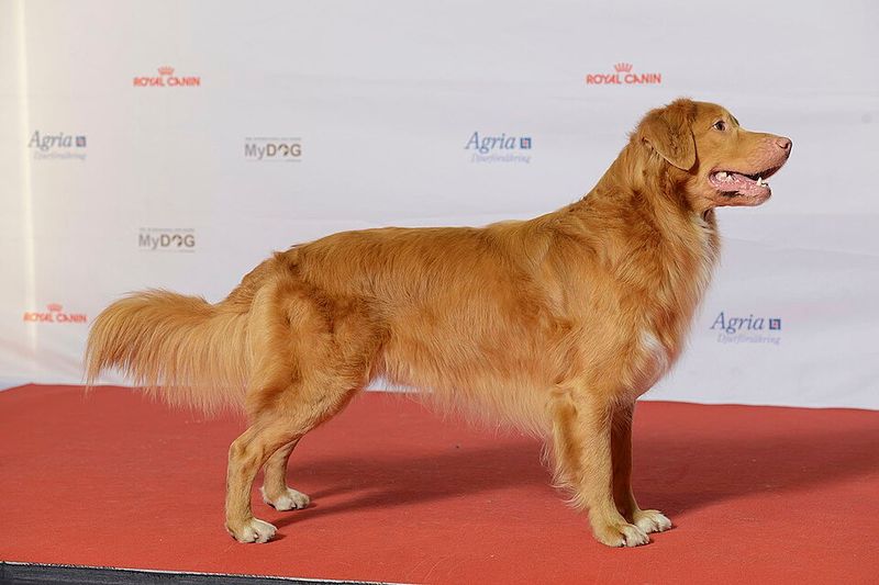 Nova Scotia Duck Tolling Retriever