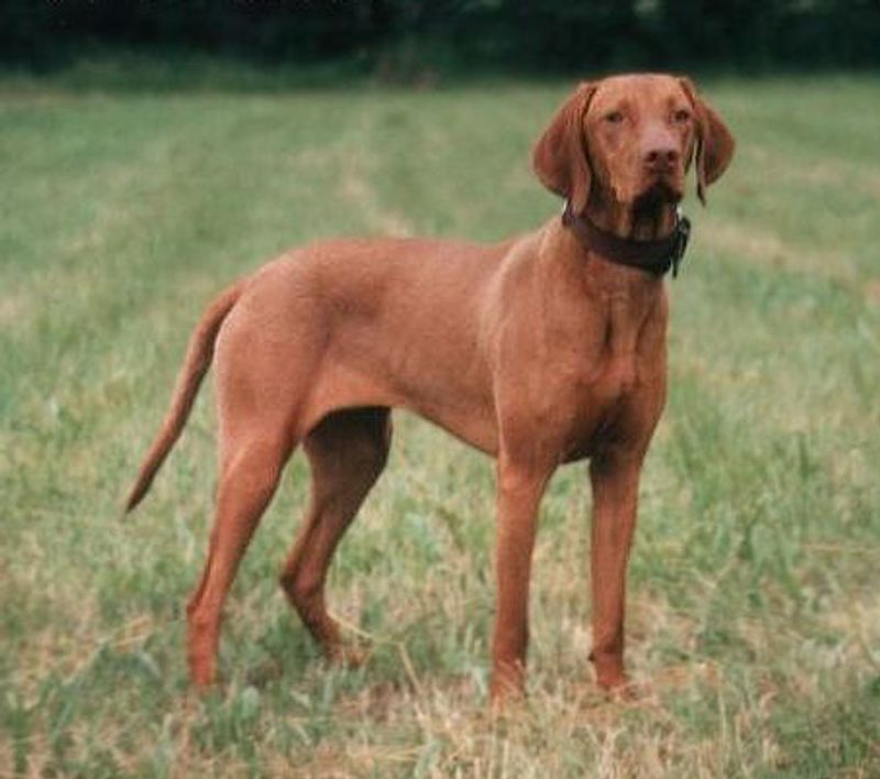 These dog breeds have a way of turning an ordinary homecoming into the biggest event of the day 9 Vizsla