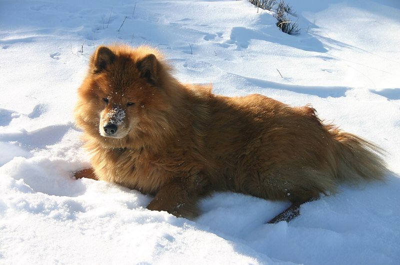 Eurasier