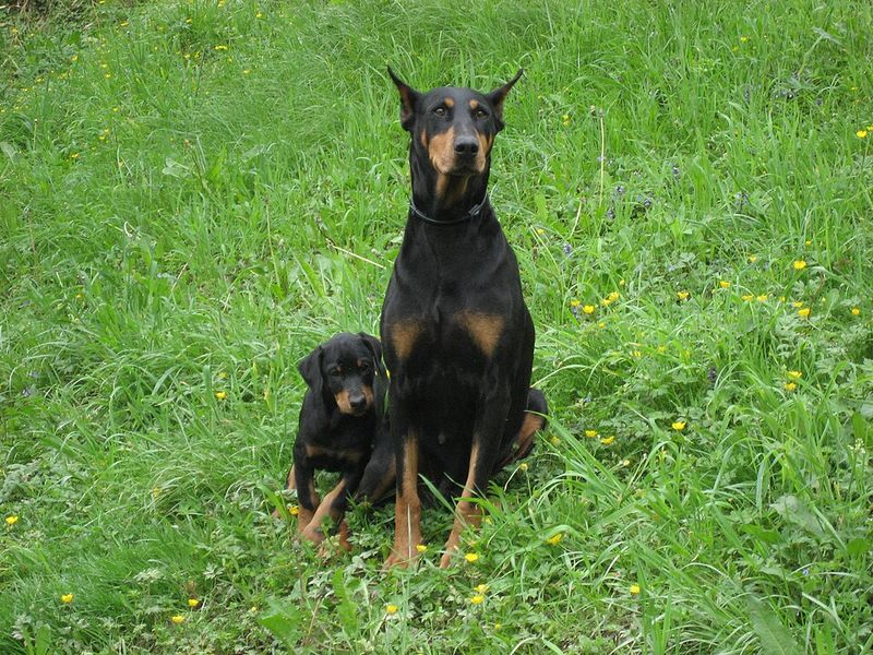 Some dogs mature emotionally just like people - These 15 prove it 7 Doberman Pinscher