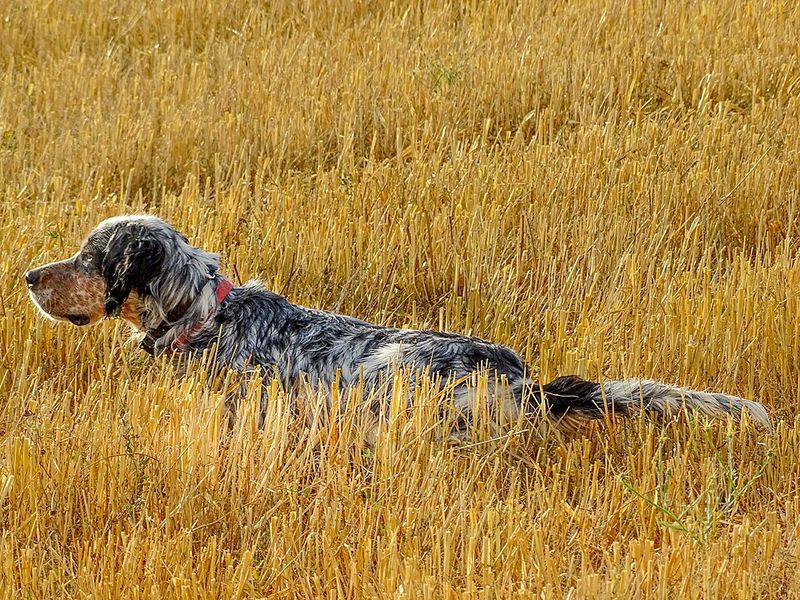 English Setter