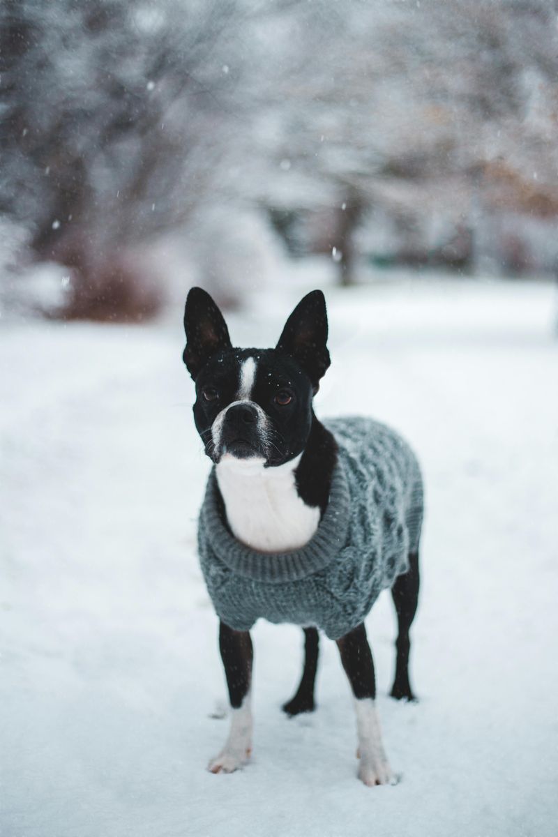 Boston Terrier