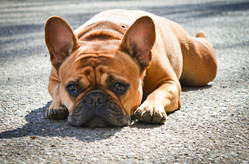 Warm weather isn't equally safe for every dog - and these breeds prove why 3 French Bulldog