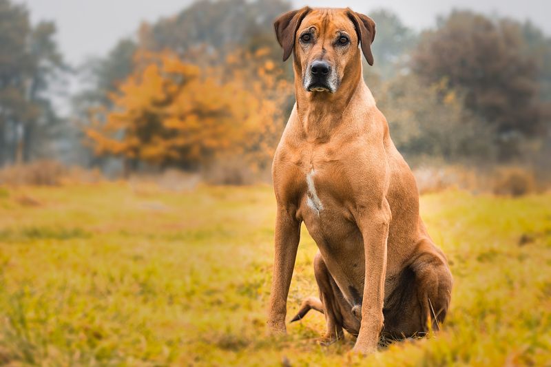 22 Large Dog Breeds That Show How Strength and Gentleness Can Coexist 23 Rhodesian Ridgeback
