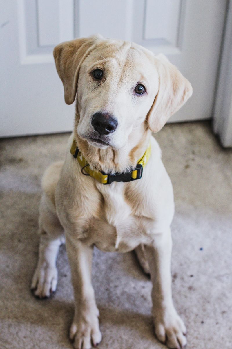 The dog breeds most affected when you're away 5 Labrador Retriever