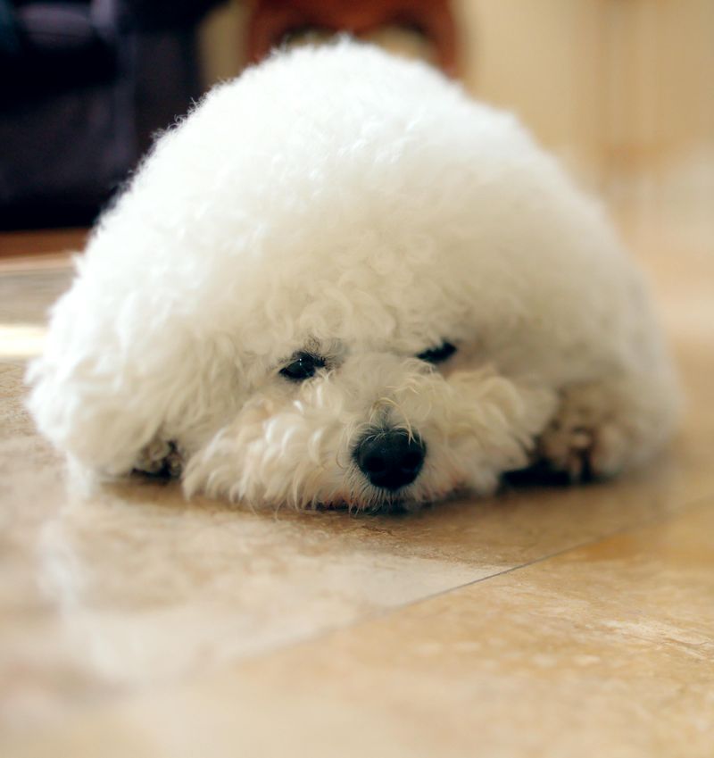 18 Deeply Devoted Dog Breeds That Wear Their Hearts on Their Paws 18 Bichon Frise
