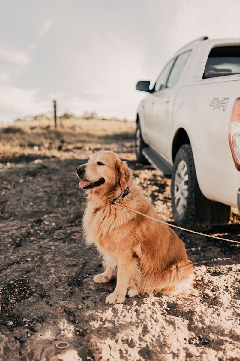 10 non-hound dog breeds with impressive noses - plus 2 you probably wouldn't expect 8 Golden Retriever