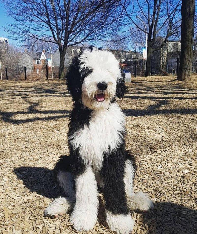 25 Popular Doodle Dog Breeds Gaining Attention in 2025 6 Sheepadoodle