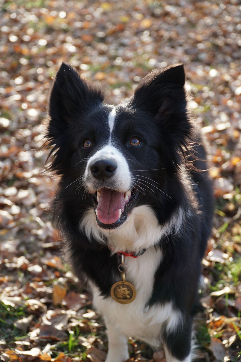 Cancel your plans - These 10 dog breeds have already decided today belongs outside 3 Border Collie