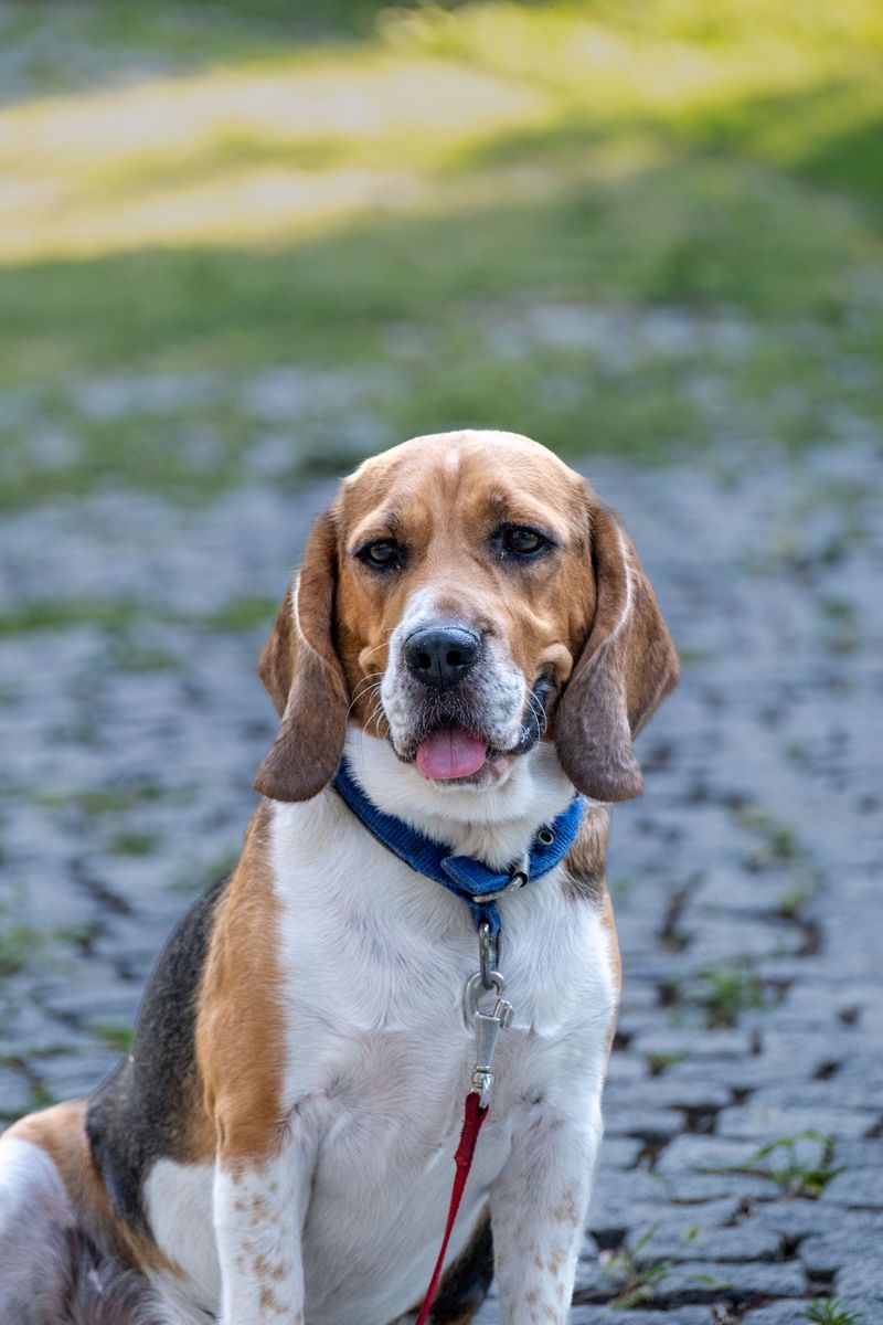 Beagle