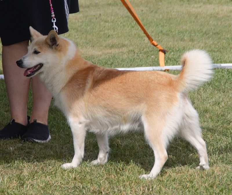20 dog breeds that still feel fresh, exciting and underrated compared to the usual favorites 6 Icelandic Sheepdog