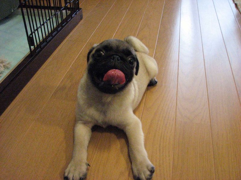 15 Dog Types That Are Happiest Living In Small Apartments 4 Pug