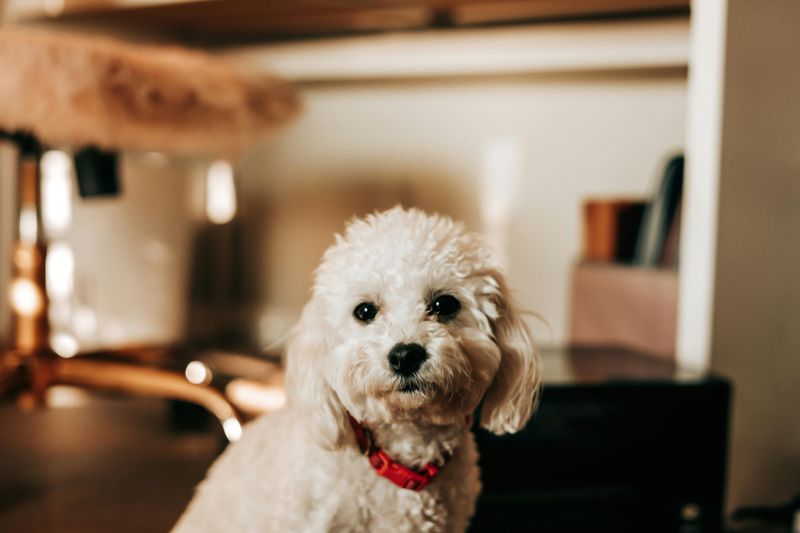Toy Poodle