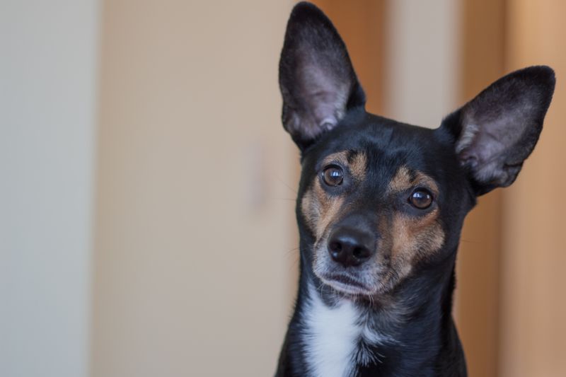 24 Tiny Dog Breeds Weighing Under 5 Pounds – Small in Size, Big in Personality 16 Toy Fox Terrier