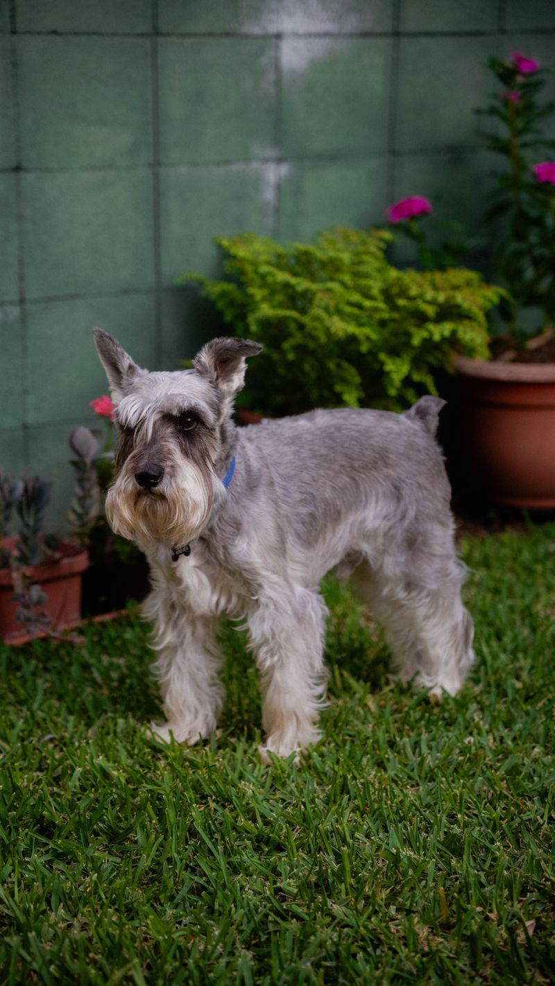 Owning a smart dog sounds impressive - Until the dog starts outthinking you 10 Standard Schnauzer - The Schedule Editor