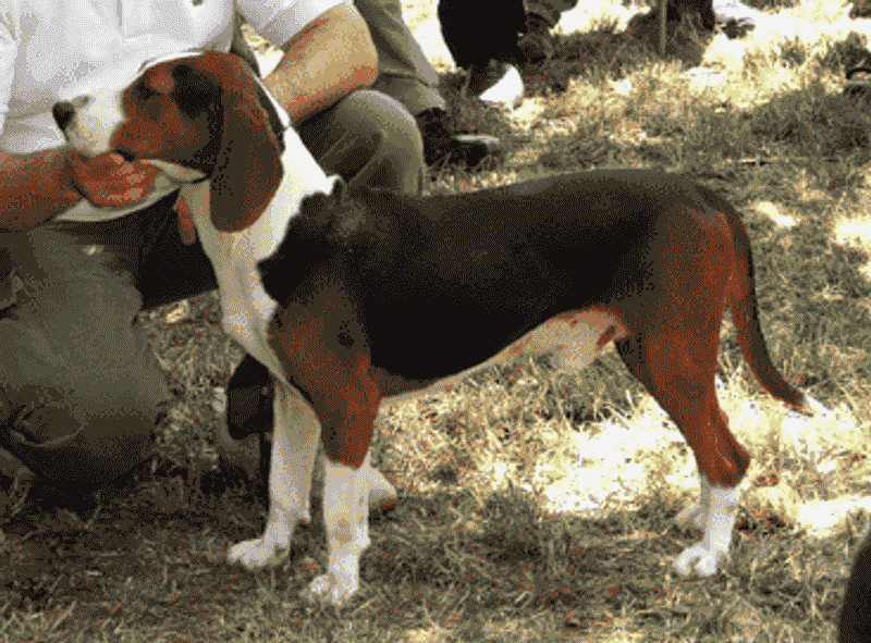Serbian Tricolour Hound