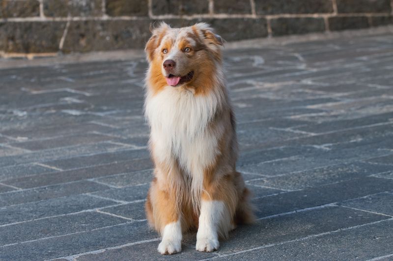 Anyone can be around for the good days - these devoted dog breeds are built for the whole journey 8 Australian Shepherd