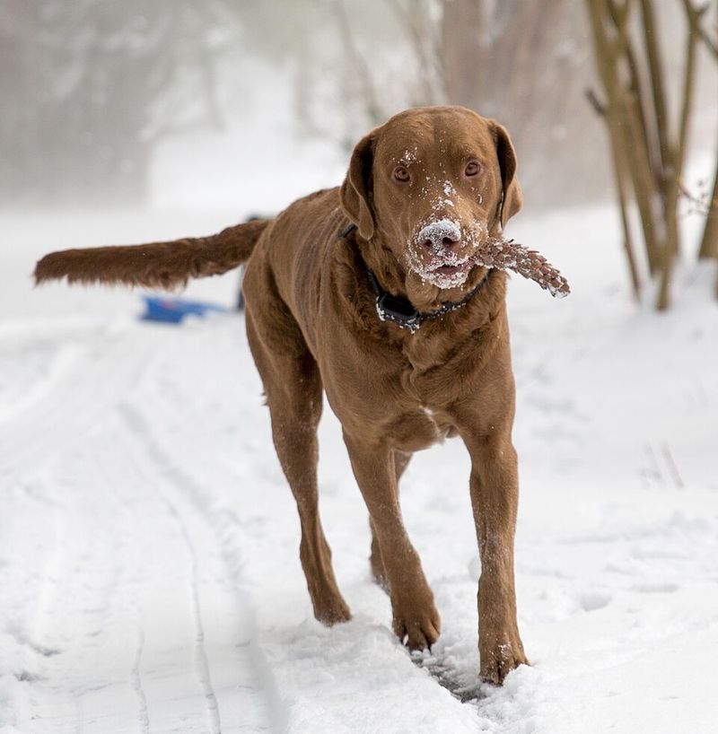19 dog breeds that have origins tied to extremely specific jobs most people rarely think about 14 Chesapeake Bay Retriever