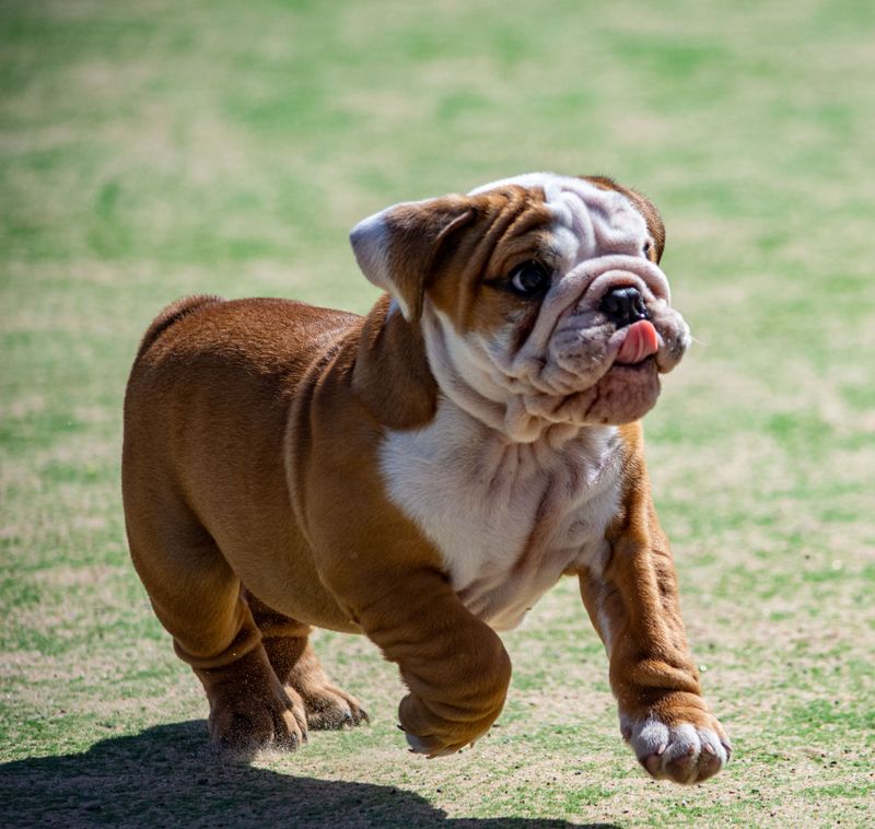 These 9 dog breeds often snore, but owners should know when it's something more 2 English Bulldog