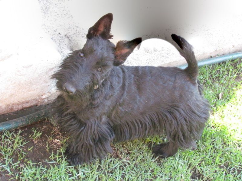 Give these dog breeds time - their most affectionate chapter may begin years after you bring them home 5 Scottish Terrier