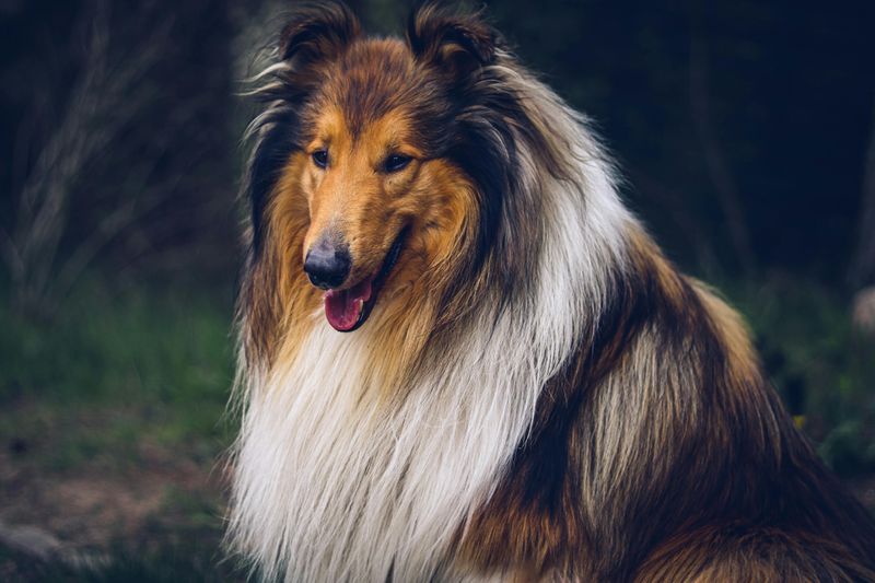 15 Majestic Dog Breeds That Boast Lion-Like Manes 5 Rough Collie