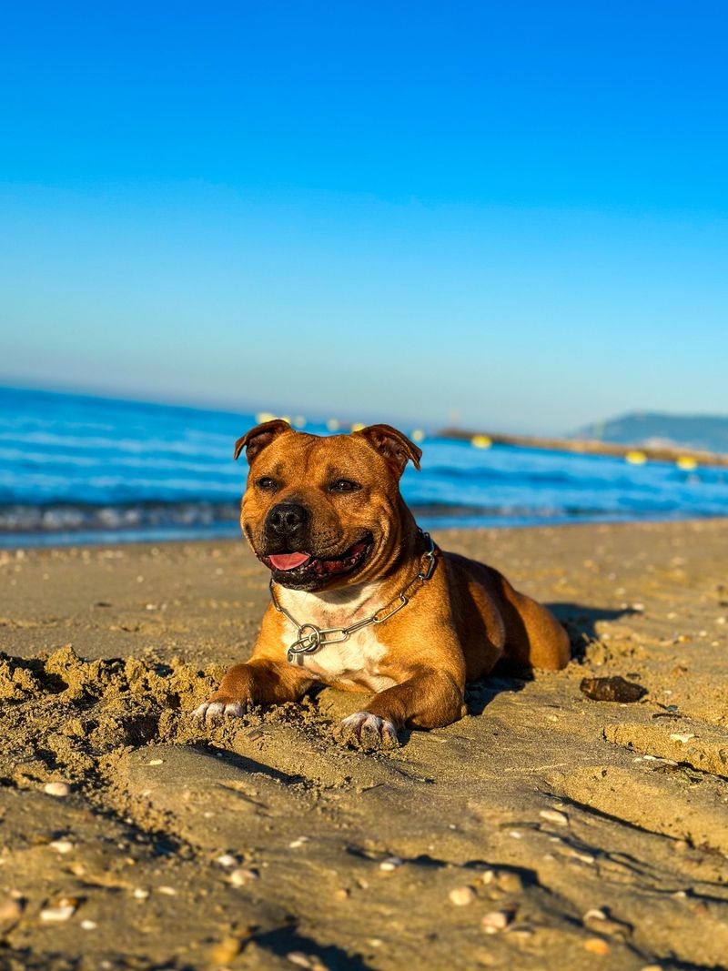 These dog breeds can develop skin problems that owners sometimes mistake for simple flea irritation - Until the real cause appears 11 Staffordshire Bull Terrier