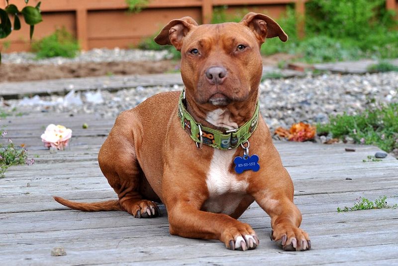 American Pit Bull Terrier