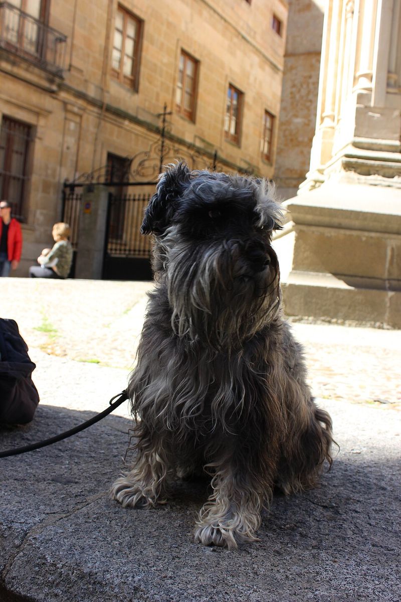 20 dog breeds that react the moment they think something is about to happen 15 Miniature Schnauzer