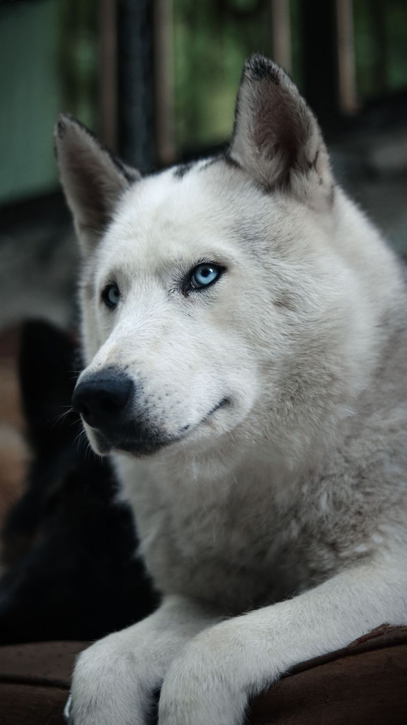 The purchase price is only the beginning - these dog breeds can demand serious time and maintenance 12 Siberian Husky