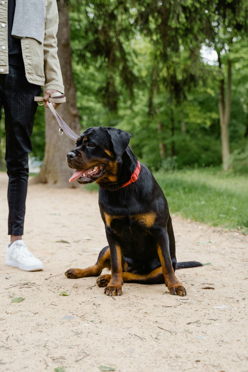 26 Protective Dog Breeds and How to Manage Their High Energy and Instincts 2 Rottweiler