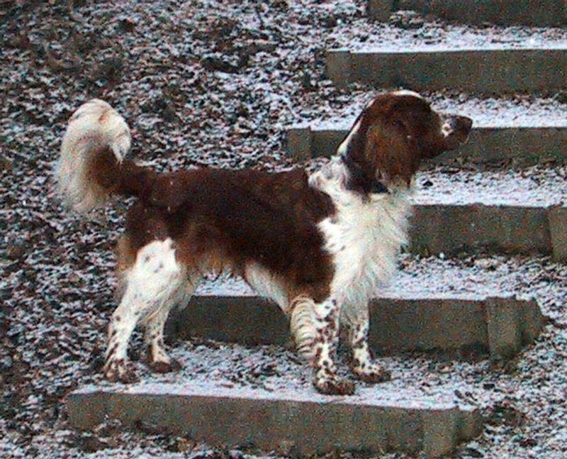 Social media can keep its breed of the month - These dogs have something trends can't manufacture 10 Welsh Springer Spaniel
