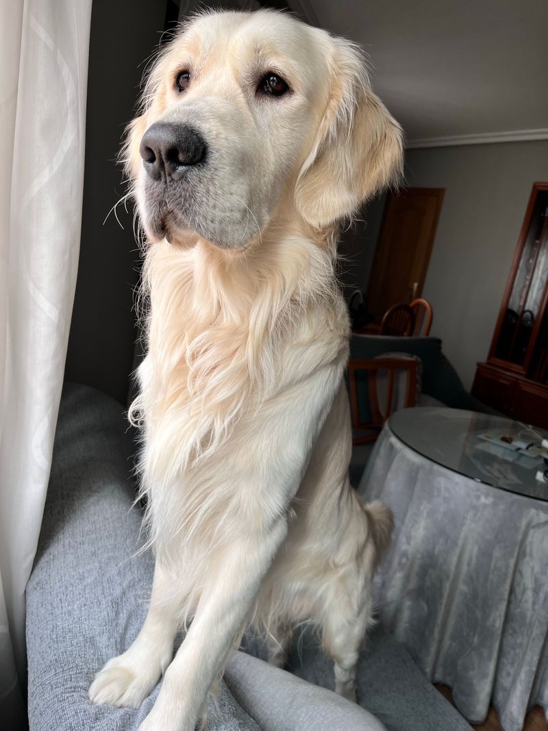 12 dogs that treat every homecoming like a celebration - plus 3 loyal waiters 3 Golden Retriever