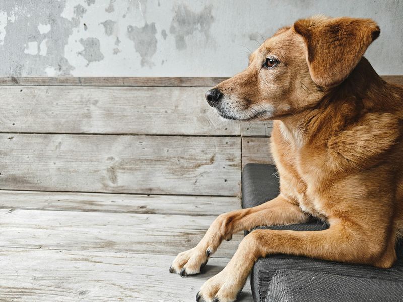 Watches you calmly while you eat, work, or relax