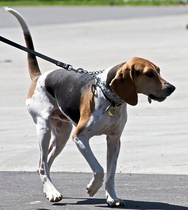 The biggest off-leash mistake owners make often involves these dog breeds 9 Treeing Walker Coonhound