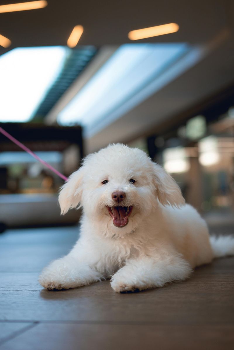 Bichon Frise's Sneaky Nibble