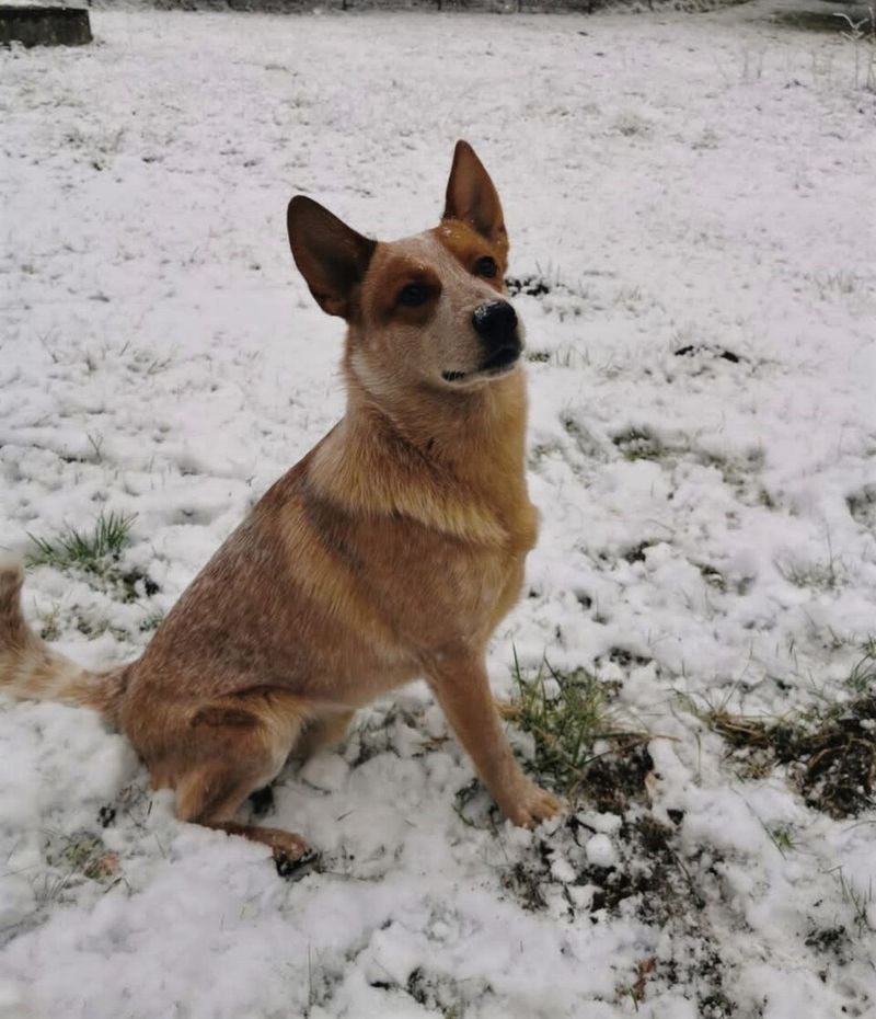 11 breeds that can make daily life more complicated - plus 2 that are often easier for beginners 6 Australian Cattle Dog
