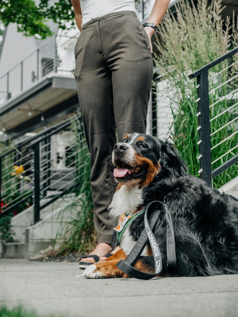Bernese Mountain Dog