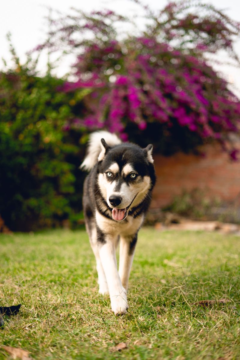 Siberian Husky