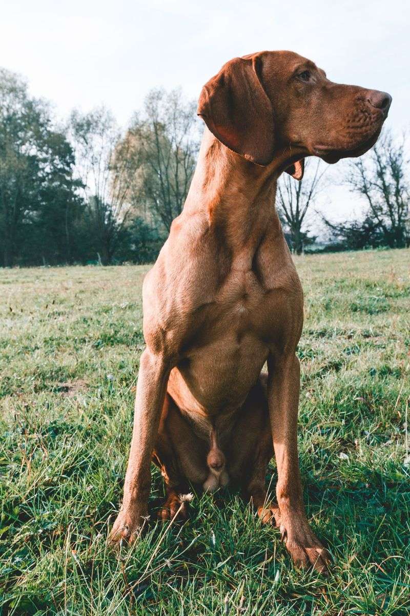 These 12 dog breeds would rather spend one perfect afternoon with you than meet a hundred new people 2 Vizsla